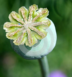 Fruit of opium poppy, Papaver somniferum