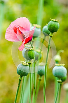 The fruit of the opium poppy, which is occasionally a photograph of the countryside