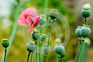 The fruit of the opium poppy, which is occasionally a photograph of the countryside.