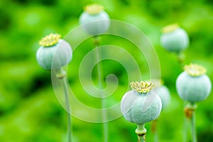 The fruit of the opium poppy, which is occasionally a photograph of the countryside.