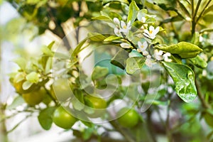 Fruit orange or Citrus Japonica Thunb and Kumquats blossom on tr