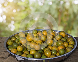 Fruit orange or Citrus Japonica Thunb in stainless steel tray on