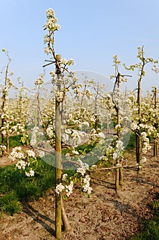 Fruit orchard