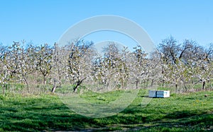 Fruit orchard with bee hives for pollination