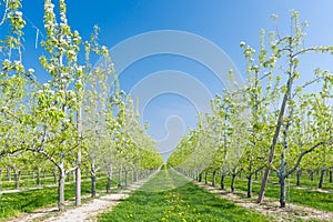 Fruit orchard