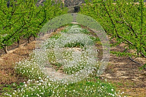 Fruit orchard and flowering plants near Fraga, Spain photo