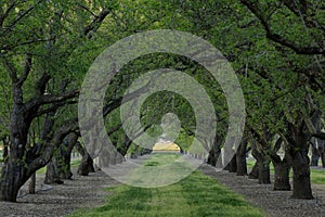 Fruit Orchard trees form tree tunnel photo