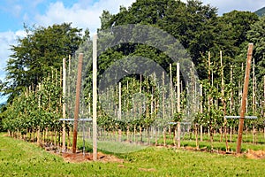 Fruit orchards along the Hardanger fjord, Hordaland county, Norway