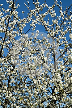 Fruit orchards in blossom