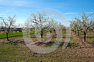 Fruit orchards in blossom