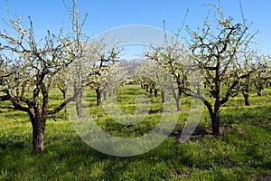 Fruit orchards in blossom