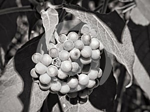 A fruit with out colour