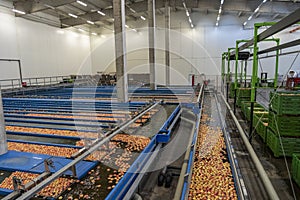 Fruit Packing Facility Interior With Apples Floating, Being Washed, Sorted and Transported in Water Tank Conveyor