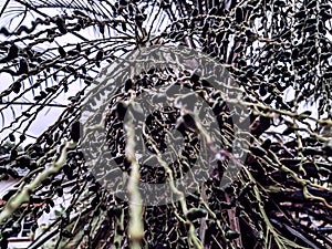 Fruit from the palm tree