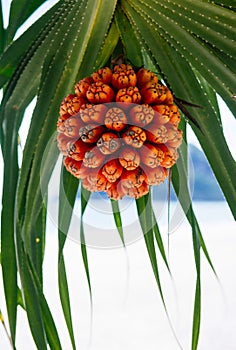 Fruit of Pandanus tectorius - Hala - Bacua - Vacquois