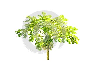 Fruit papayas Tree on white background