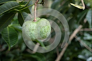 Fruit of the para rubber