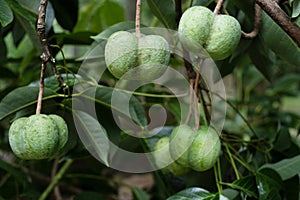 Fruit of the para rubber