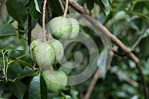 Fruit of the para rubber