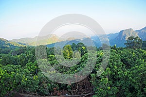 Fruit parkland on the mountain