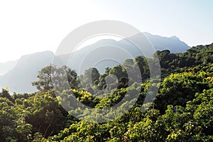 Fruit parkland on the mountain