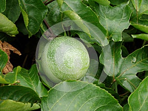 Fruit, passion, food, green, vine, white, fresh, plant, tree, garden, background, passiflora, farm, passionfruit, natural, flower,