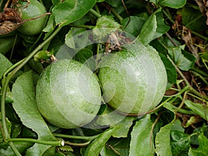 Fruit, passion, food, green, vine, white, fresh, plant, tree, garden, background, passiflora, farm, passionfruit, natural, flower,