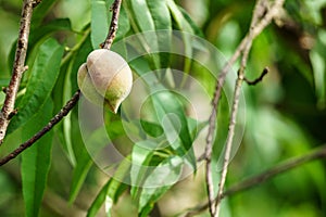 Fruit of peach blossom tree