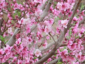 Fruit peach flower beautiful spring fruit pollination