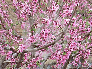 fruit peach flower beautiful spring fruit pollination photo