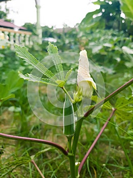 the fruit of the peanut tree