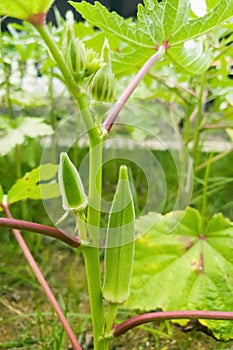 the fruit of the peanut tree