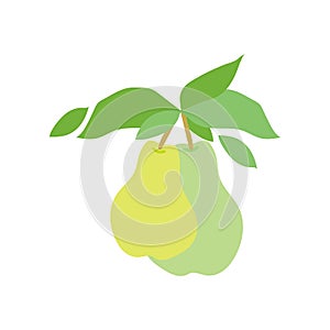 Fruit pear branch. Two pears hanging on branch with leaves. Flat food illustration, fruit tree, pear branch