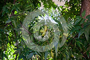 The fruit is a pecan nuts on a tree in green foliage