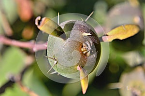 Fruit of Pereskia aculeata with leaves and thorns