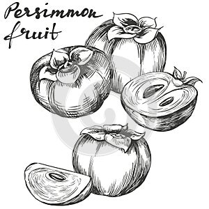 Fruit persimmon set hand drawn vector illustration sketch