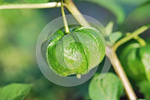 Fruit of Physalis