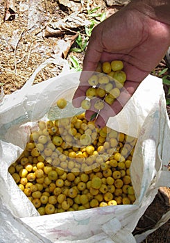 Fruit picking, hands holding fruits of (Byrsonima crassifolia)