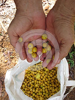 Fruit picking, hands holding fruits of (Byrsonima crassifolia)