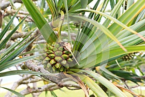 Fruit pine of Common screwpine (Pandanus utilis) tree