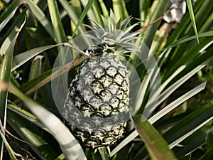 The fruit of the pineapple is the size of the plant. Agriculture concept.