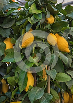 Fruit plant Citrus limon. Plants for gardens, parks, terraces, rooms