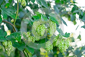 Fruit plant hops on branches. Place for your text.