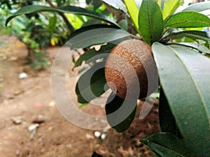 beautiful fruit and the leaves
