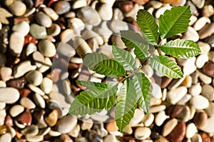 A fruit plant seed grows on the gravel