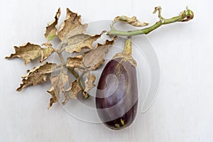 Fruit of the plant Solanum melongena, an annual shrubby solanaceae