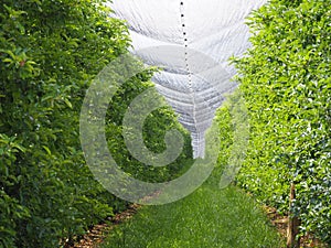 Fruit plantation covered with spring hail tarp, mollerussa, lerida, spain, europe