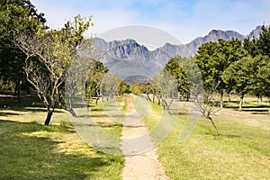 Fruit plantation in Franschhoek, South Africa