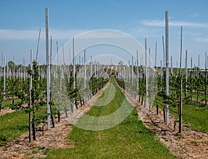 Fruit plantation on the Havel in Germany