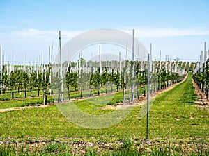 Fruit plantation on the Havel in Germany